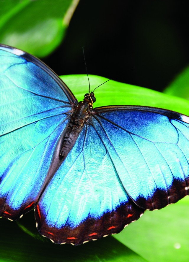 Blue Morpho