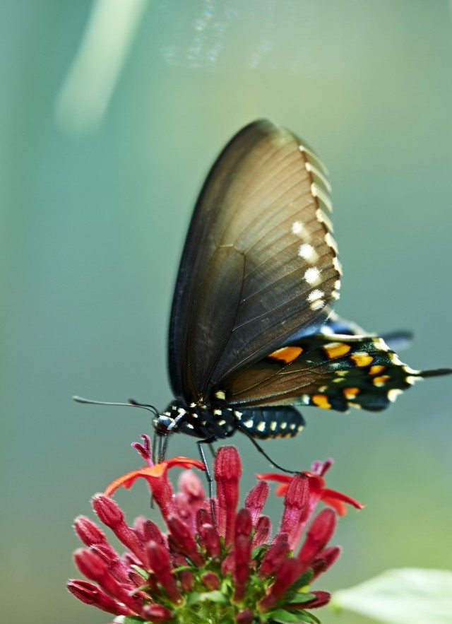 Black and blue butterfly on red flower