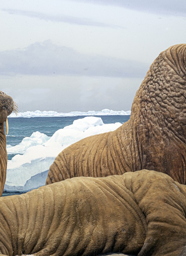 Diorama of three walruses sitting on ice