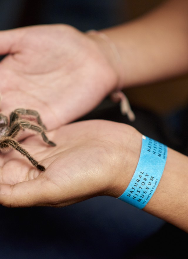 tarantula in two hands