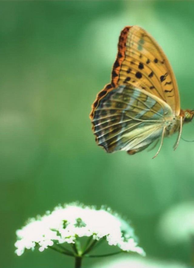 Butterfly flying away from flower