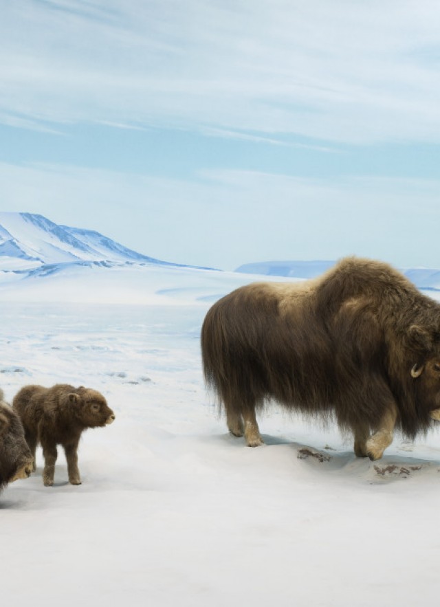 Musk Ox Diorama