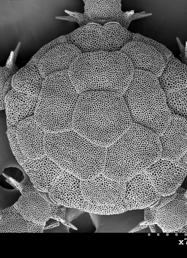 SEM scan of a brittle star