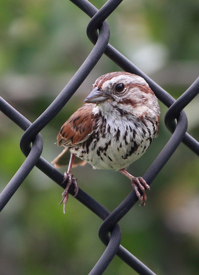 Song Sparrow City Nature Challenge observation 2020