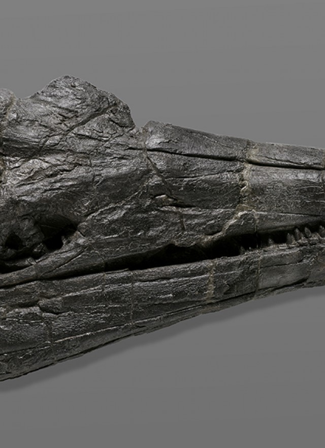 Discovery from the Deep: Ichthyosaur 