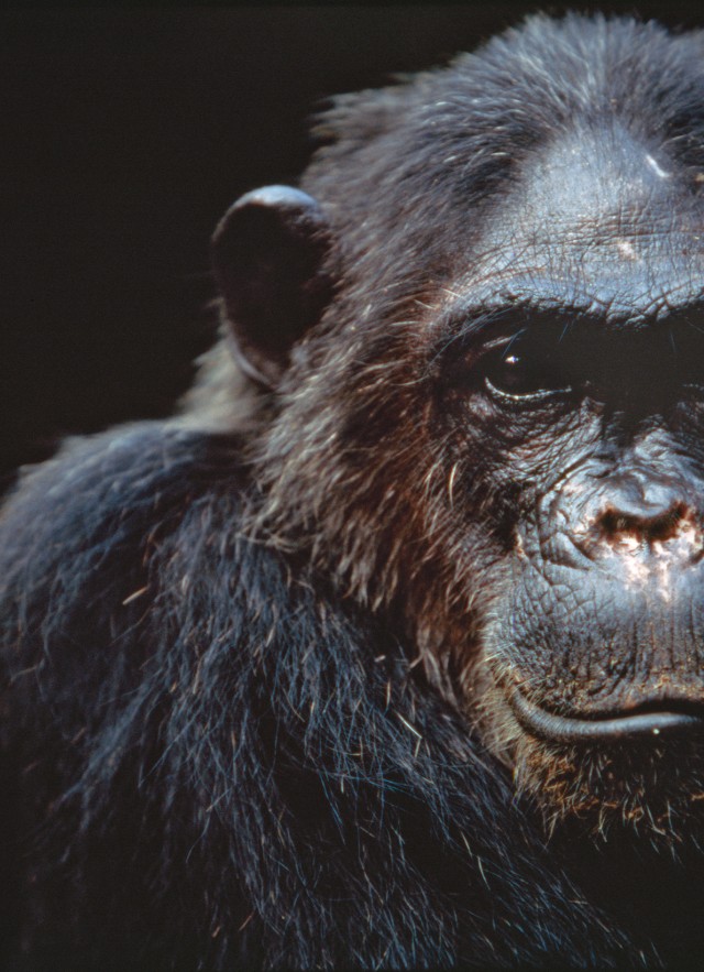 image of chimpanzee by Michael Nichols