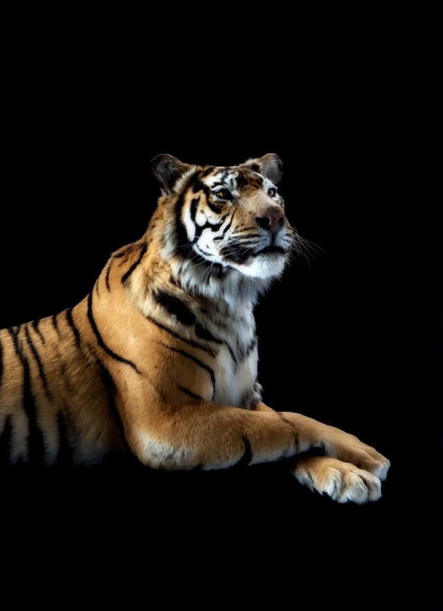 Sumatran tiger on black background