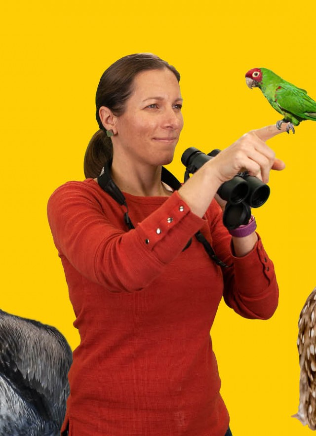 images of a pelican,  woman holding a parrot, and owl 