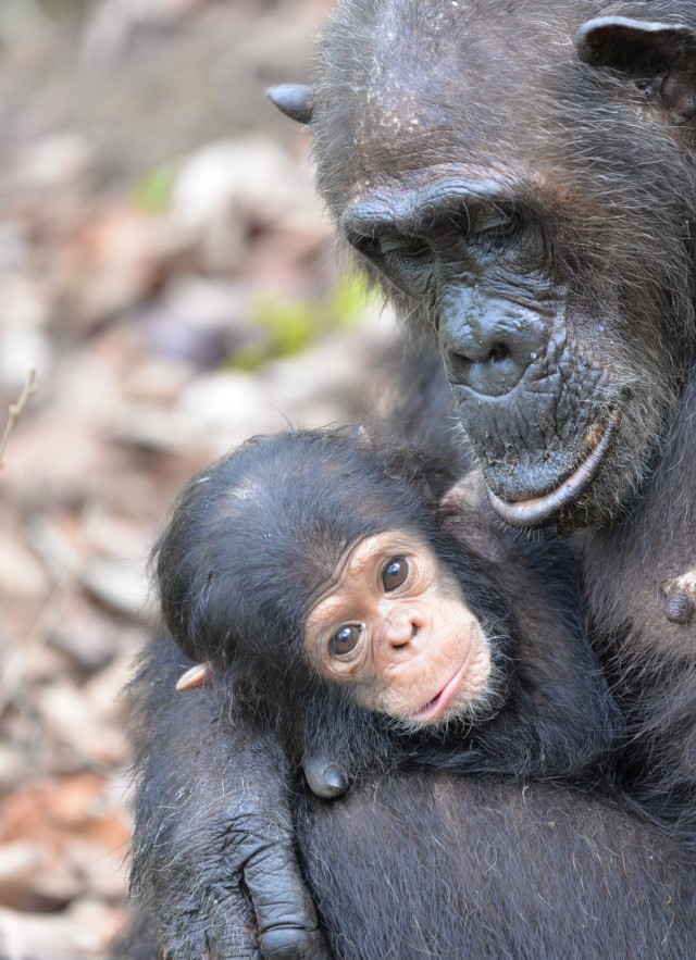 Gremlin and her infant Goodali of &#039;G-Family&#039;  in Gombe National Park 2019