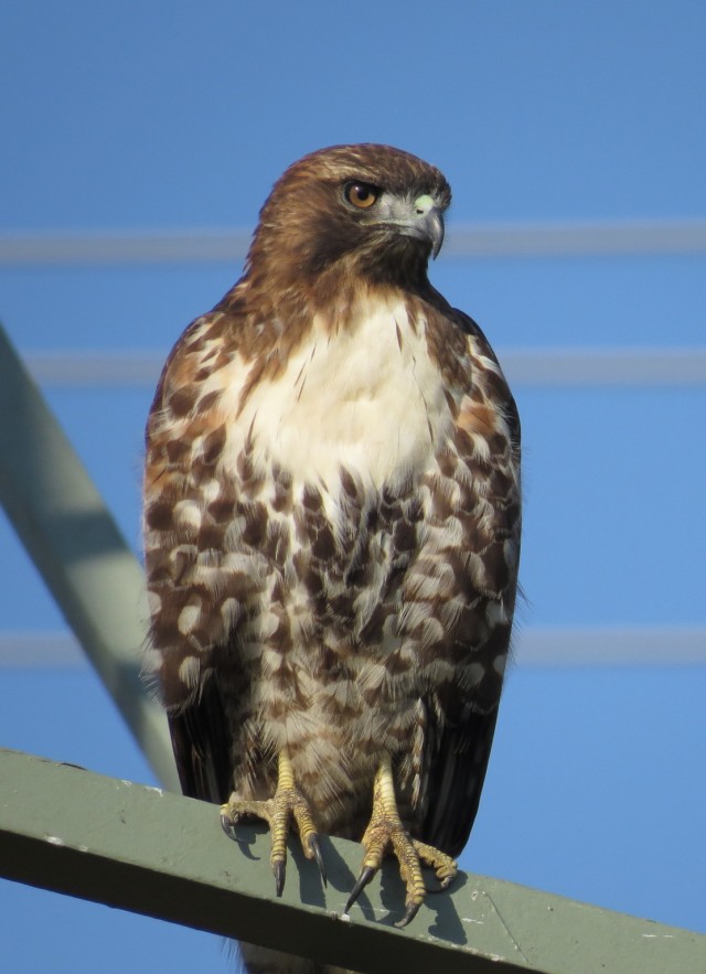 Red-tailed hawk perched on power lines