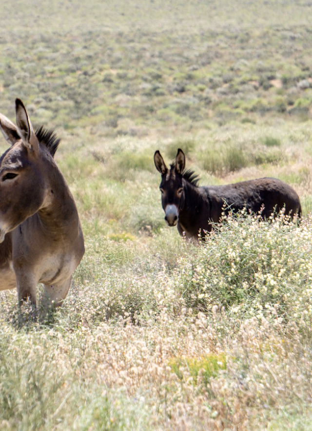 Donkeys in the wild ©Michael Alfuso