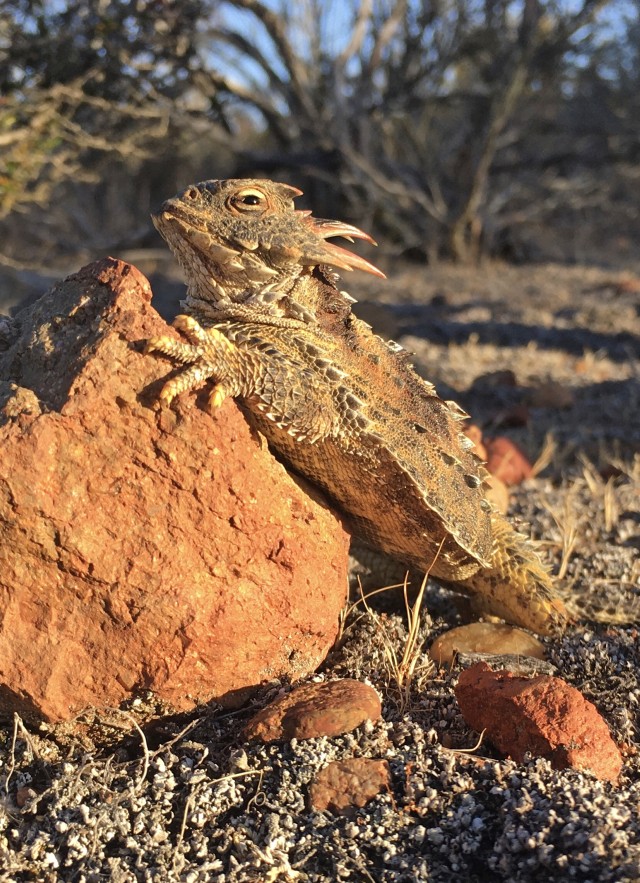 Horned Lizard on Rock