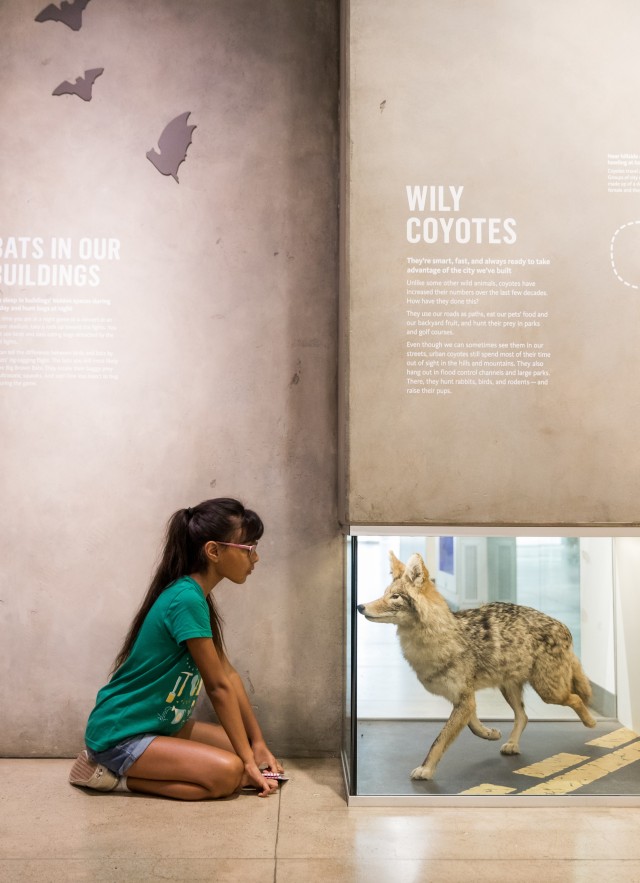 girls in green shirt kneels, looking close at coyote in glass case