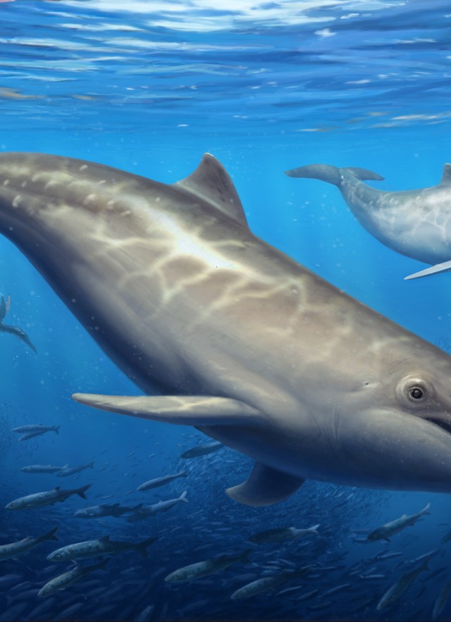 an artist&#039;s reconstruction of the ancient extinct toothed whale Olympicetus thalassodon