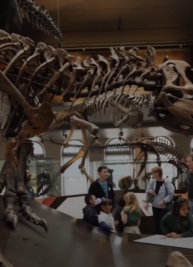 Side view of a dinosaur skeleton in the foreground with visitors in the background