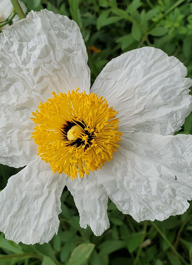 Matilija poppy Natural History Museum Nature Gardens