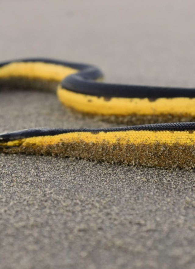 Yellow-bellied sea snake