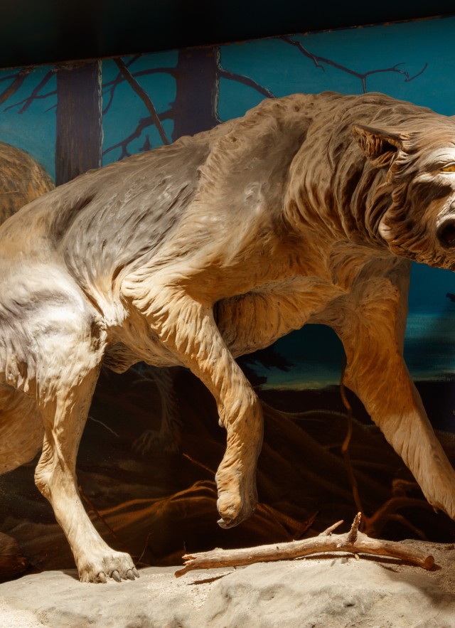 Dire Wolves display at La Brea Tar Pits