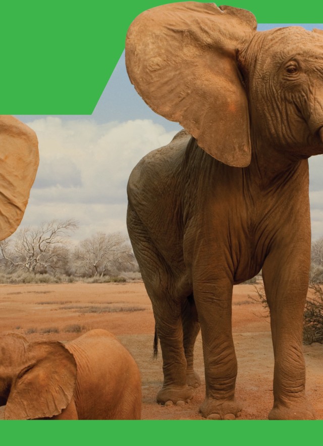 Green border around a closeup of two taxidermy elephants with tusks