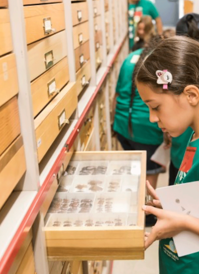 A young girl opens a specimen drawer while attending summer camp at NHM 