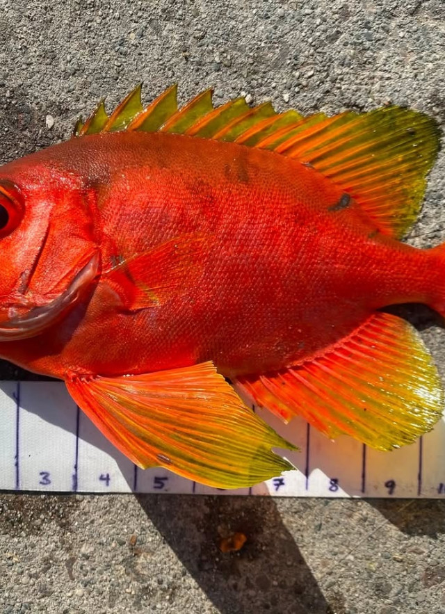 A vibrant orange fish with a big eye over a ruler