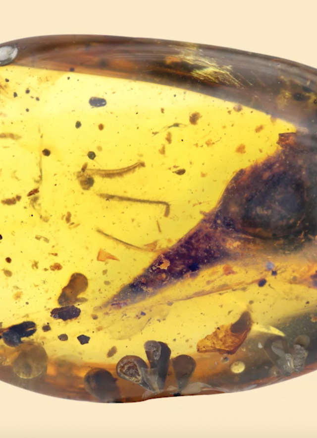 Fossil image of world&#039;s tiniest dinosaur in amber