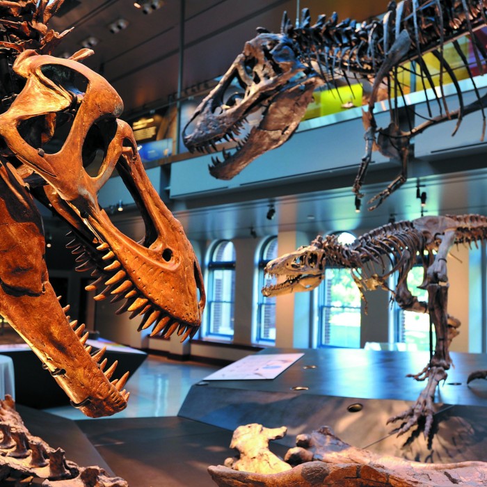 Photograph of the Dino Hall exhibit