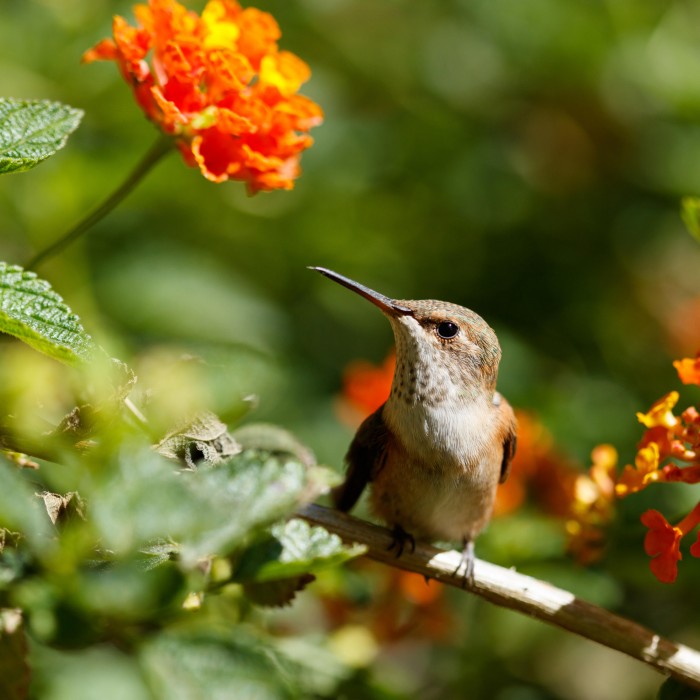 hummingbird next to flowers in the nature gardens