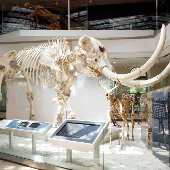 mammoth skeleton in age of mammals