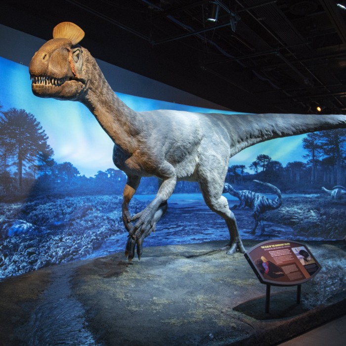 museum installation of full-sized cryolophosaurus replica