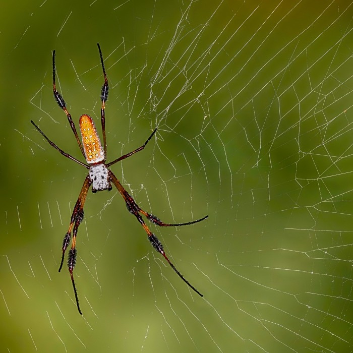 Golden Silk Spider in its web against a green background of foliage 