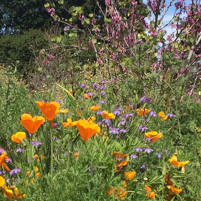 Orange poppies bloom in front of other multi-colored flowers
