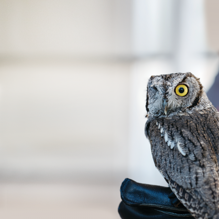 Odin Owl with handler