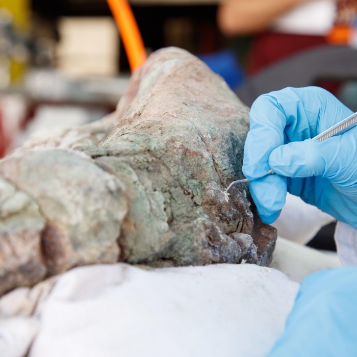 working on fossil dinosaur institute paleontology