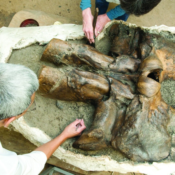 Aerial photograph of two people cleaning mammoth fossil