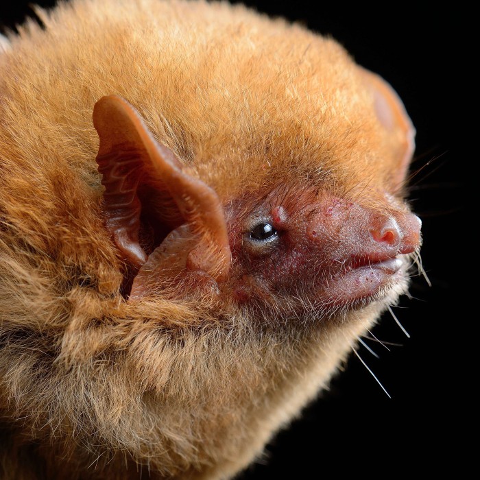 Western yellow bat (Lasiurus xanthinus)