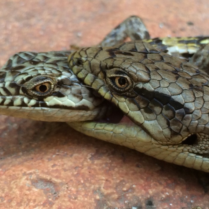 Close-up of a male biting the head of a female.