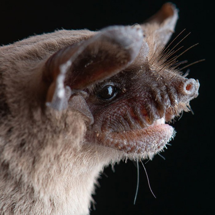 Mexican free-tailed bat (Tadarida brasiliensis)