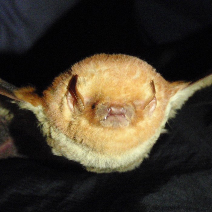 Close-up image of a red bat