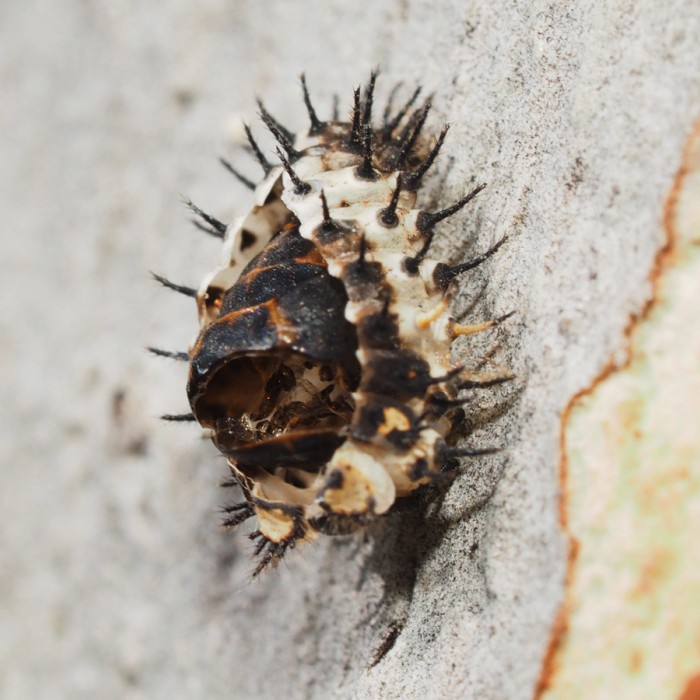 Spikes, rock, urban, community science