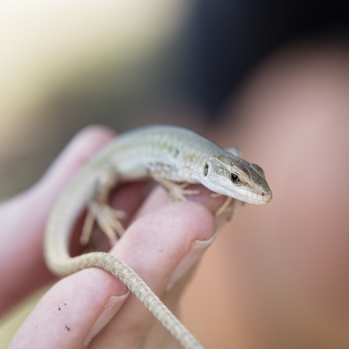  Close up of lizard on hand