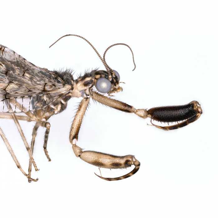 Macrophotograph of Mantisfly, Genus Plega. Photo by Lisa Gonzalez.
