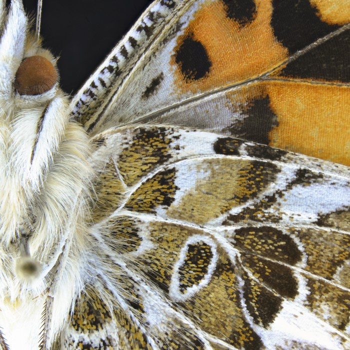 Close up of Painted Lady Butterfly