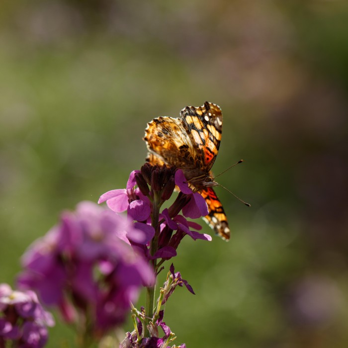 painted lady butterfly on flower
