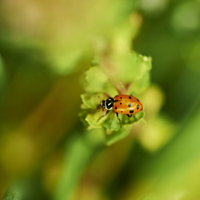 Image of ladybug resting on a plant