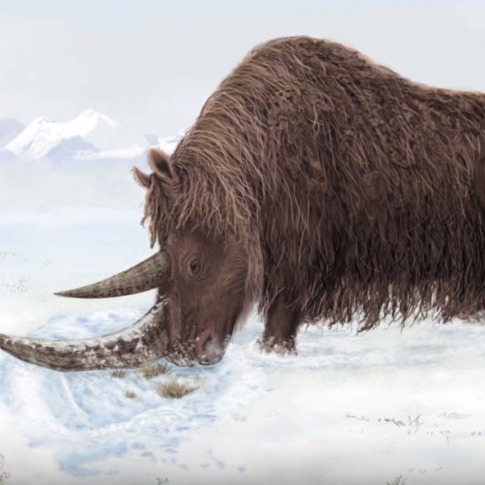 Woolly Rhino in the snow.