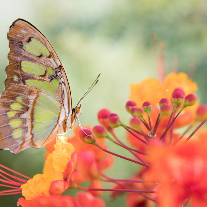 Butterfly Pavilion