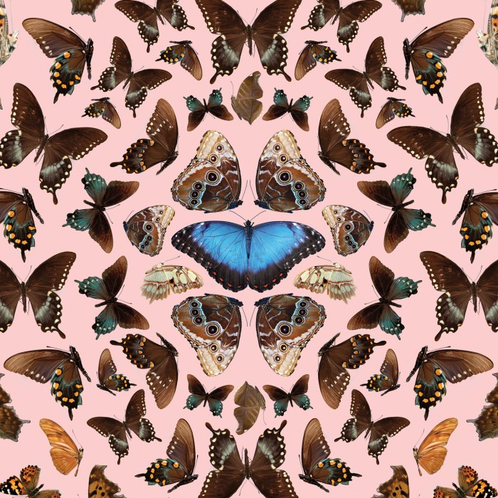 Butterflies photographed from above on a pink background