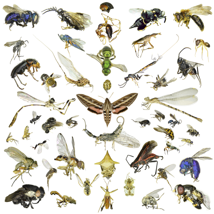 Natural History Museums of Los Angeles County