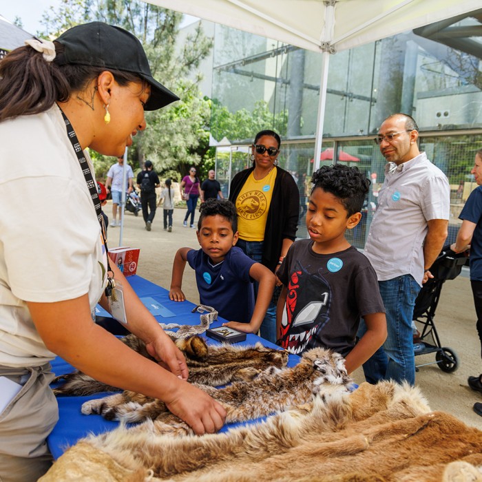 Exhibitor at Earth Day showing pelts on a table to two children
